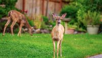 Wildlife Adaptation to Human Landscapes