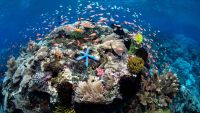 Microevolution and Biological Variation