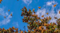 The Ecology of Dispersal and Migration