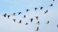 Human Impacts on Animal Migration