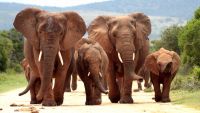 Ecology and Economy of Sex and Reproduction