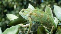 Coevolution among Species