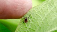 The Coevolution of Human Diseases