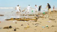 Strategies for Reversing Ecosystem Decline