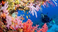 Diving In-The Ocean Adventure