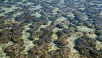 The Early Ocean and the Origins of Life