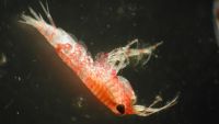 Marine Life, Energy, and Food Webs