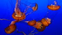 Soft-Bodied Life in the Dark, Open Depths