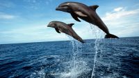Marine Birds, Reptiles, and Mammals