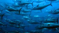 Whaling, Fisheries, and Farming the Ocean