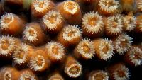 Tidal Life, Sea Forests, and Coral Reefs