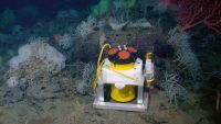 Deep Bottom Life and Hydrothermal Vents
