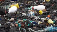 Marine Pollution-The Impact of Toxins
