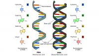 Why Reproduction? World Enough and Time