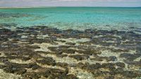 Earliest Microbial and Molecular Fossils?