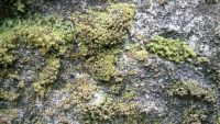 Between Rodinia and Pangaea-Plants on Land