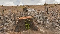 Global Land Change