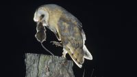 Owls, Rats, Waves, and Guitars