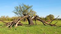 Lightning Extremes and Survival