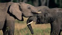 Animal Cognition and Memory