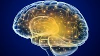 Mind over Muscles