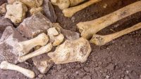 Stones, Bones, and Teeth