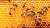 Insects: The Other White Meat