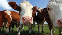 Should the World Eat Meat?
