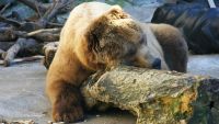 The Deep Sleep of Hibernators