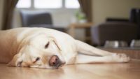 Sleep Disorders-Narcolepsy