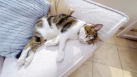 Sleep and Memory in Animals