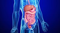 Our Underappreciated Digestive Tract