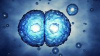 How Do Normal Cells Function?