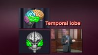Thinking-The Brain-Body Connection