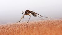 Treating Insect and Animal Bites
