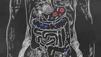 How Food Is Digested and Absorbed