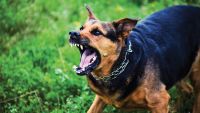Torts: Animals, Blasting, and Strict Liability