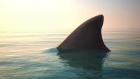 Suspense and Relief: Jaws