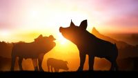 George Orwell-Animal Farm