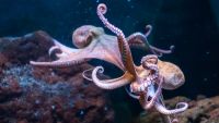 Fewer Octopuses or Less Octopi?