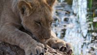 The African Morality Tale