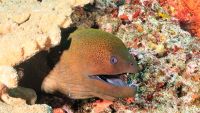 Nature Gods and Tricksters of Polynesia