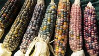 Nature in Native American Myth