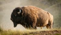 Mythology of the Plains Peoples