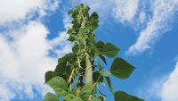 "Jack and the Beanstalk": Archetypes