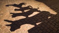 "Town Musicians of Bremen": Unwanted Animals