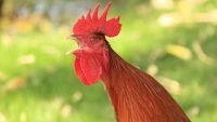 "The Little Red Hen": Formula Tales