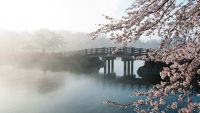Japanese and Latin American Mysteries