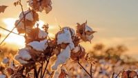 Surviving King Cotton