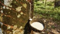 Mesoamerican Plants, Cuisine, and Medicine